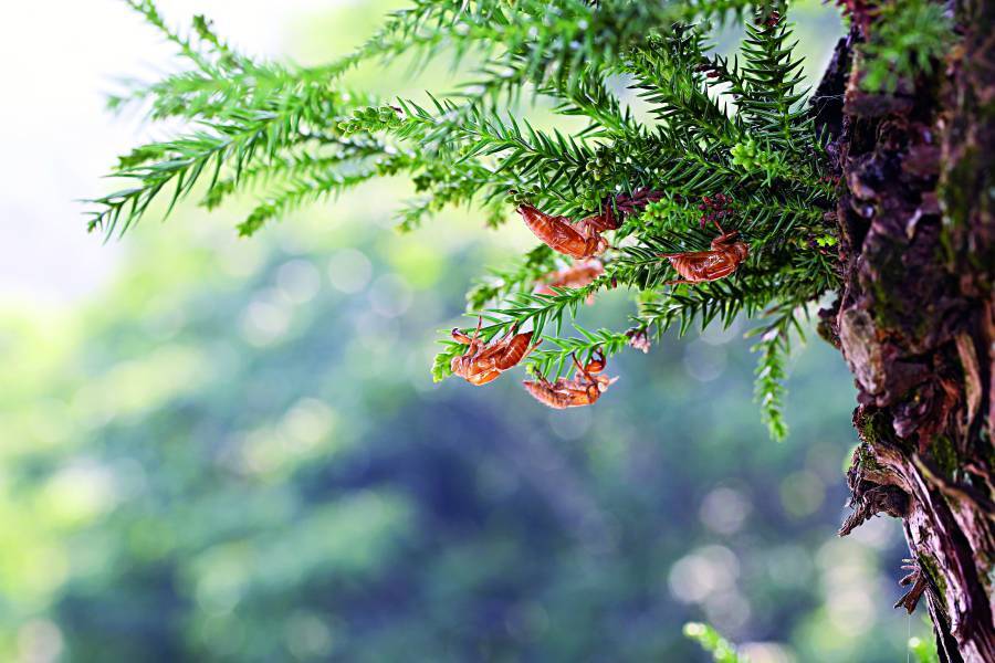 When moving subjects are difficult to photograph, it can help to begin with still ones. Cicada exuviae can also make compelling
subjects for nature photography.
