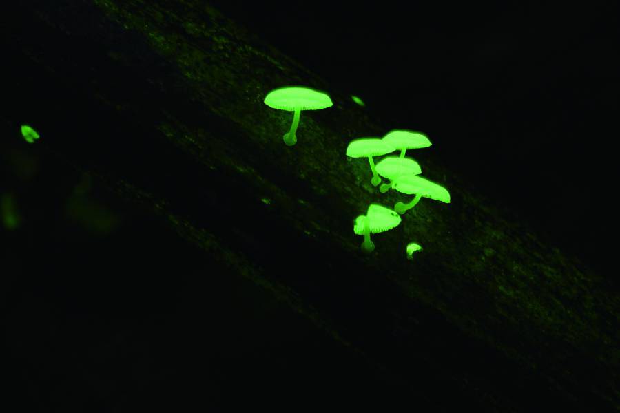多生於腐竹與枯木上的螢光蕈／楊政峰 提供