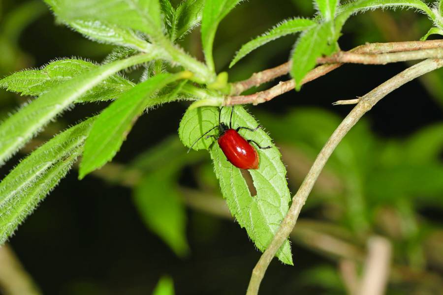 親手篩選分級撈起的蛤蜊