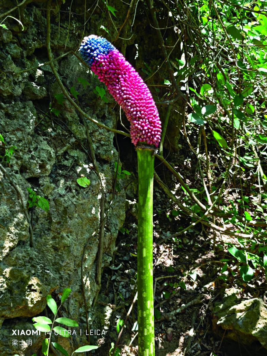 玉山壯麗雄偉的帝王之姿/何昌穎 攝