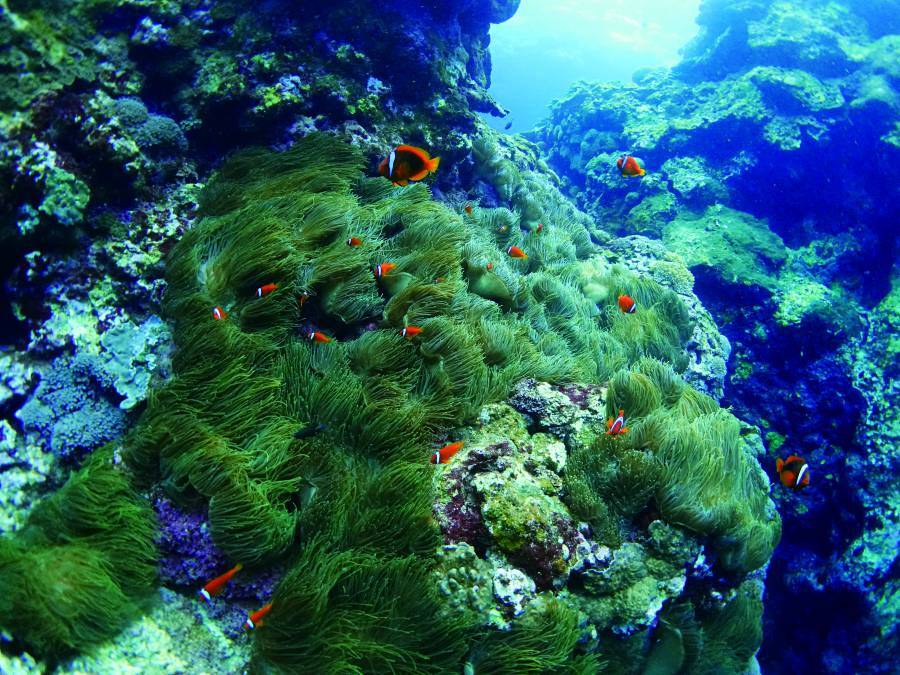 Clownfish darting among sea anemones./ Photo by Yang Cheng-Feng