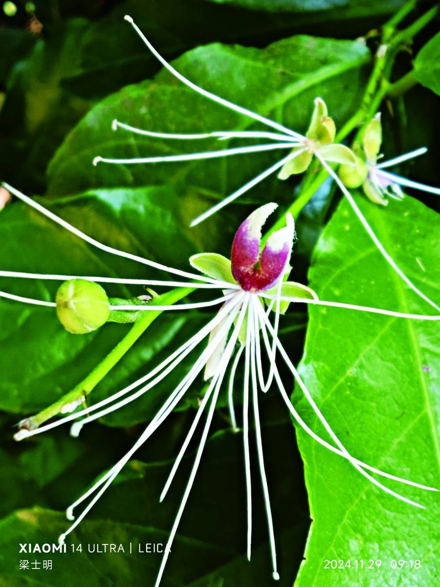 小刺山柑/梁士明 攝