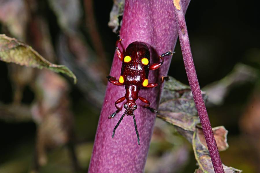 A clear record of an insect’s physical details is the foundation for later identification.
