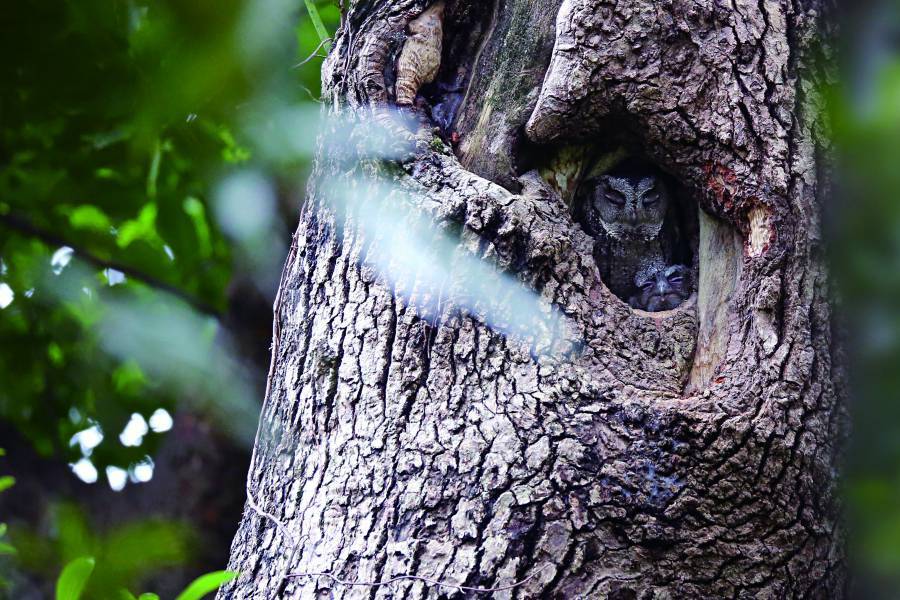 The only way to get the most natural photo is to not disturb your subject. (Pictured here, a parent and chick
Collared Scops Owl (Otus lettia) sleep soundly inside a tree cavity.