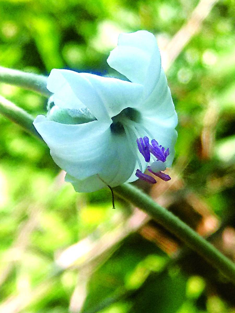 鈍葉朝顏／梁士明 攝