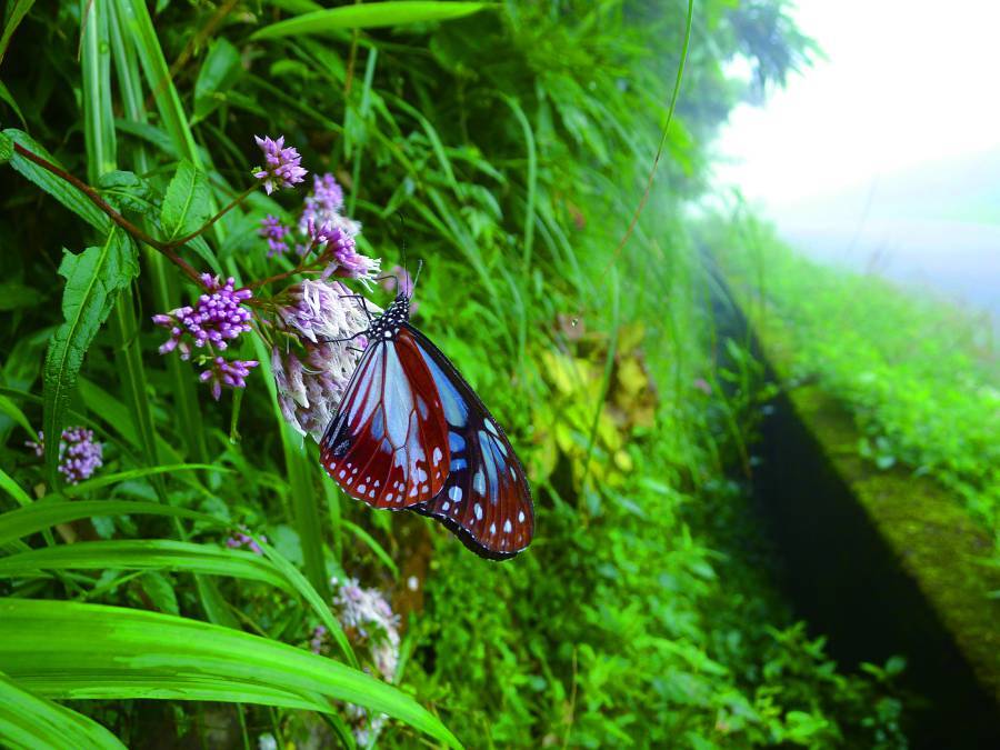 A Chestnut Tiger (Parantica sita niphonica) feeds on the nectar of Shimada's Thoroughwort (Eupatorium
shimadai)./Photo by Lee Hsueh