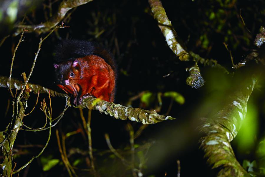 夜晚拍攝動物的困難在於必須在對的角度補光，才能避免眼睛的反光與減少干擾（圖為大赤鼯鼠）
