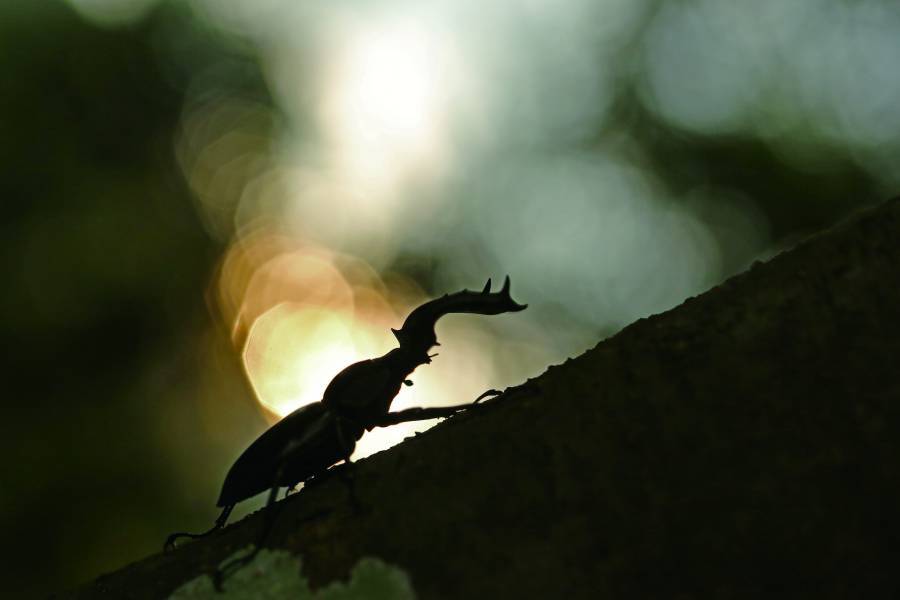 The only way to get the most natural photo is to not disturb your subject. (Pictured here, a parent and chick
Collared Scops Owl (Otus lettia) sleep soundly inside a tree cavity.