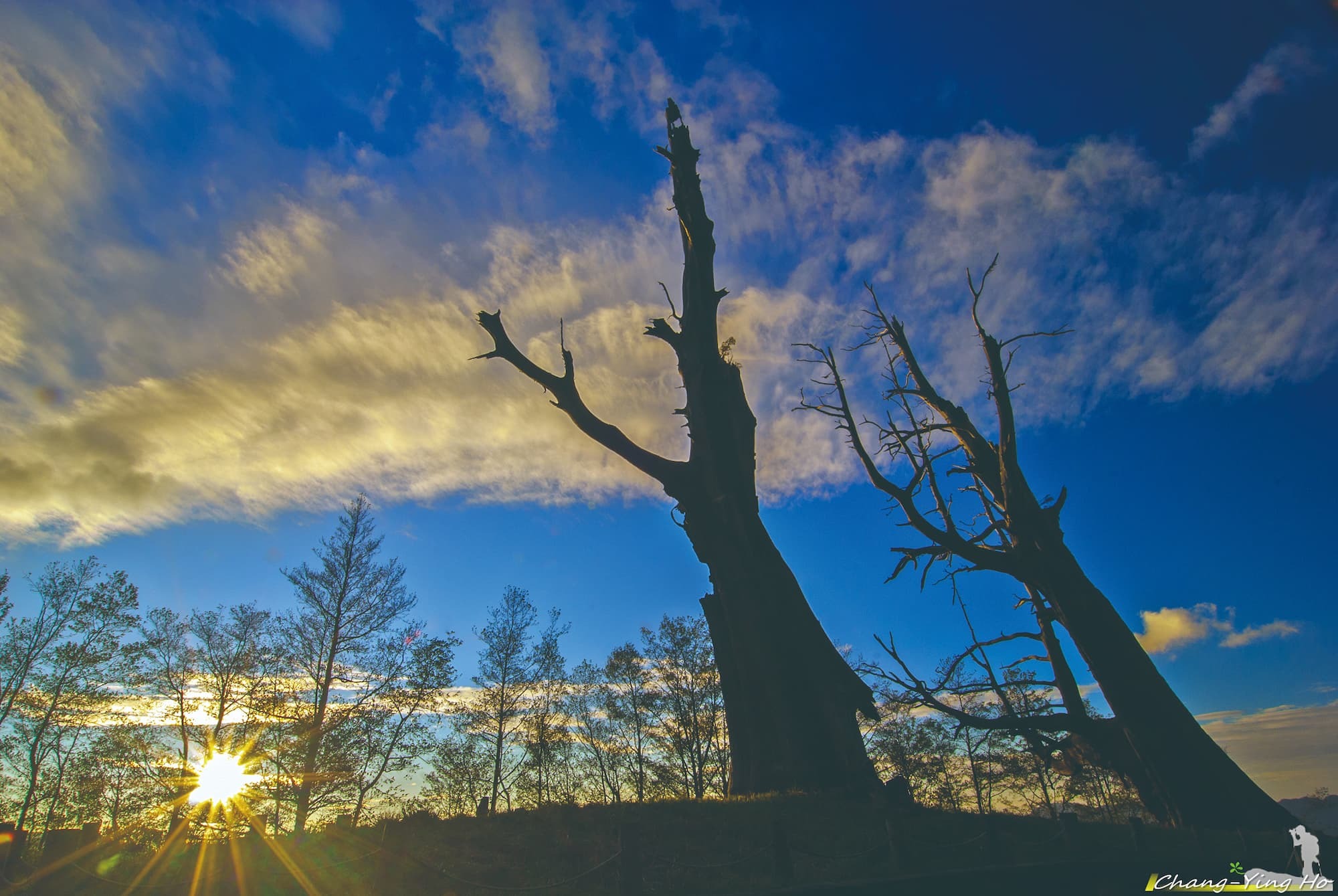 The iconic Fuci Tree.