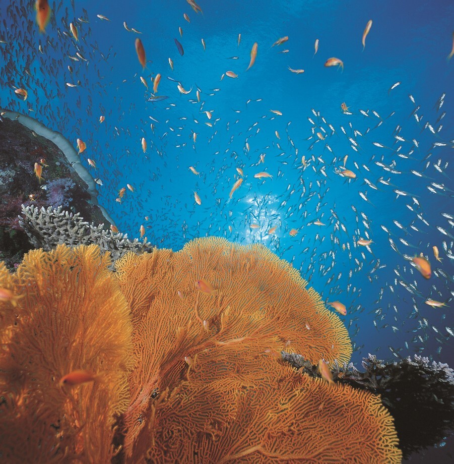 Undersea Garden Landscape