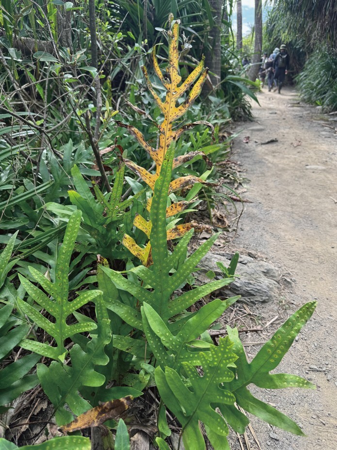 Coastal Fern
