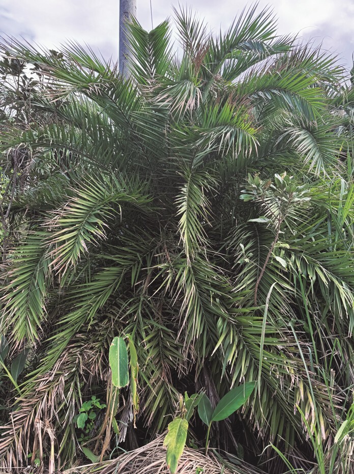 Taiwan Date Palm