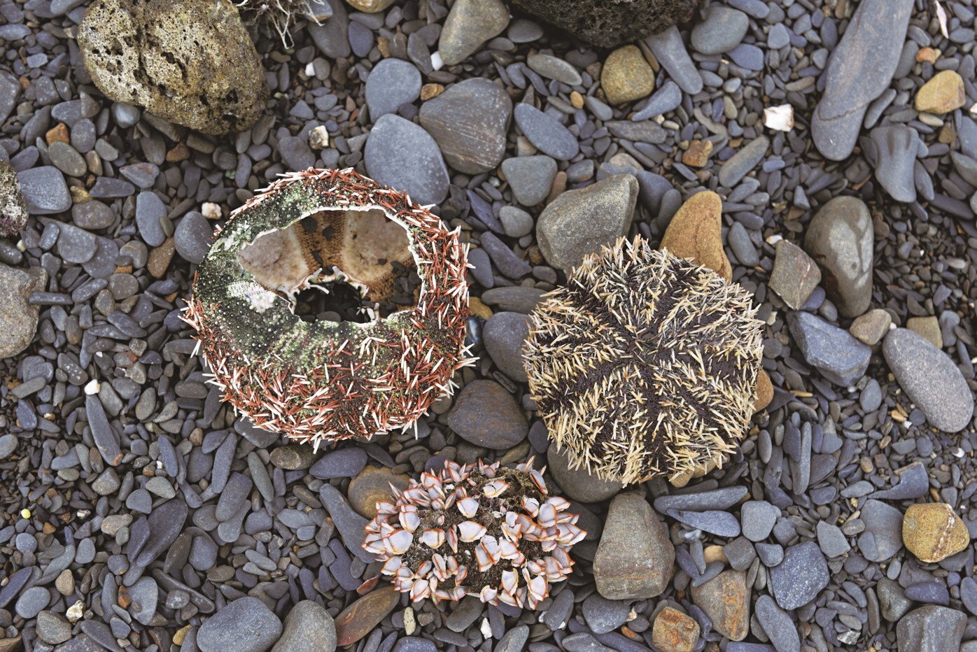 Sea urchin shell and goose barnacles