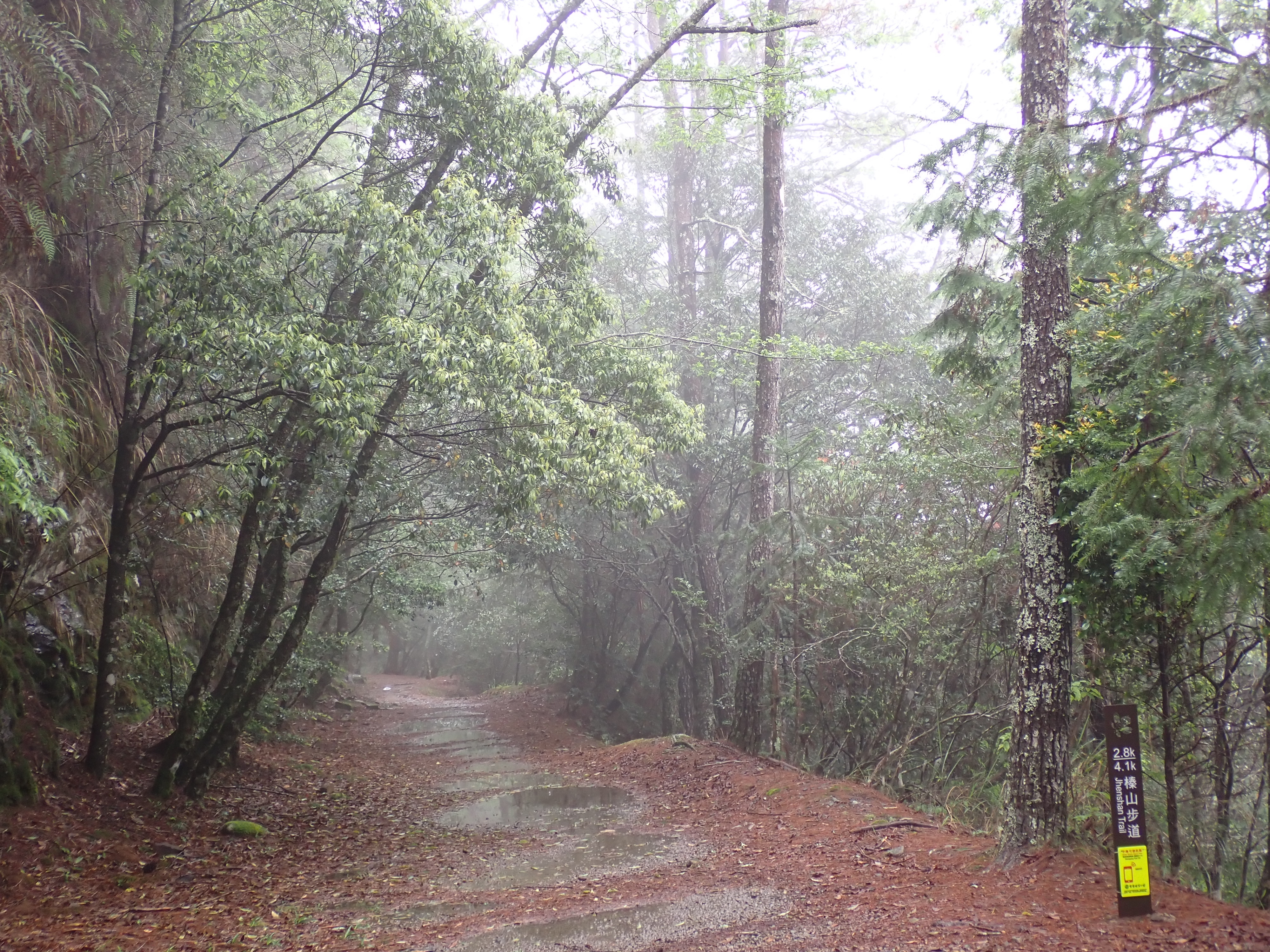 霧氣瀰漫的榛山步道猶如仙境。(雪管處提供，廖耕御攝)