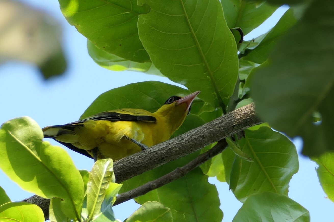 alt-高雄都會公園的鳥類觀察室-1