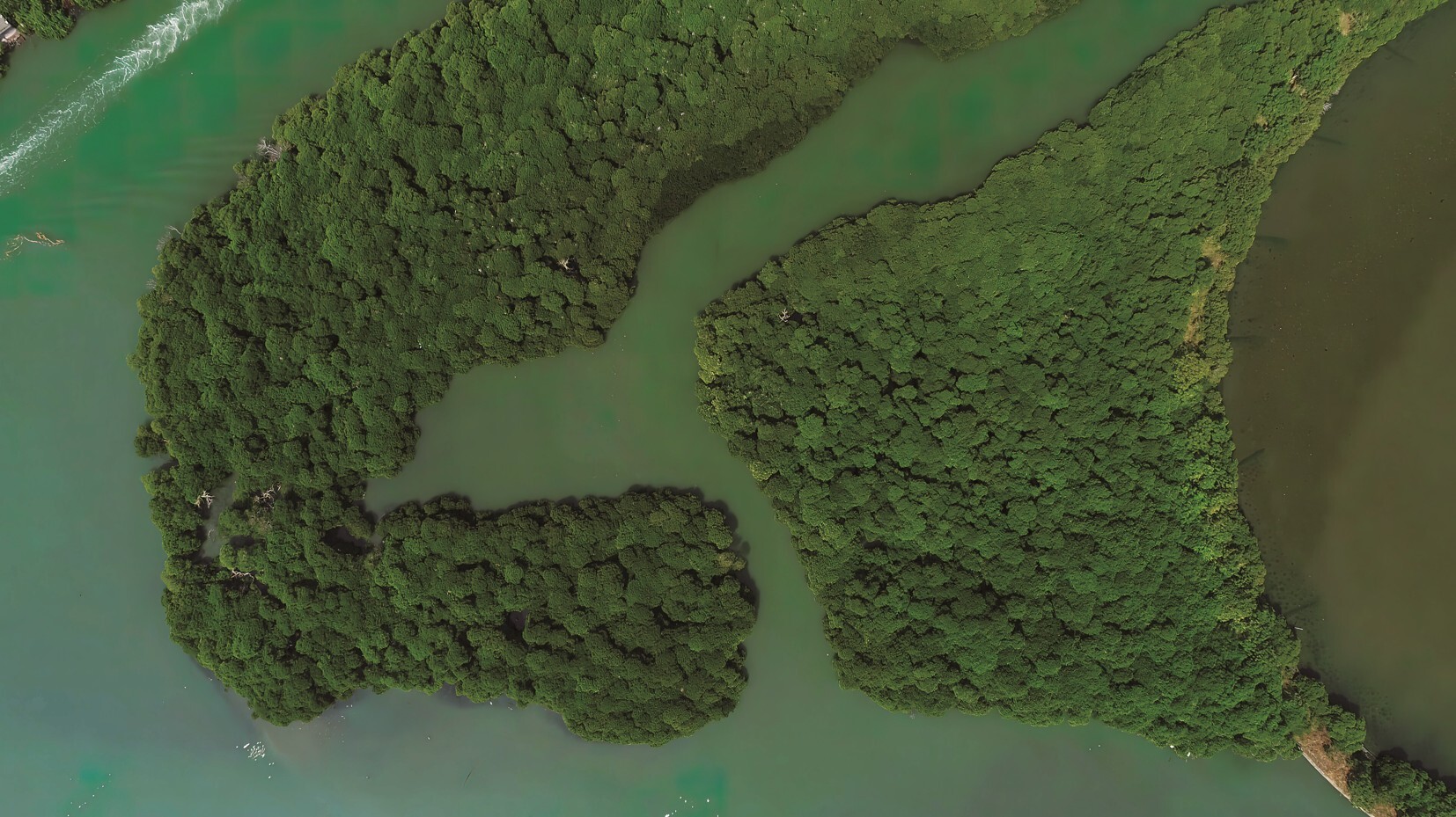 全球濕地消失速度極快，保育刻不容緩（圖為四草濕地）