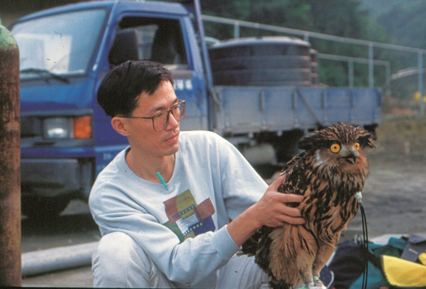 1992年準備野放飛入宜蘭養鱒場吃魚而落難的黃魚鴞