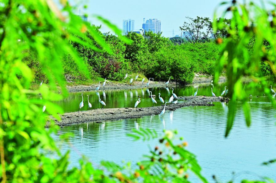 在魚塭覓食的鷺科／台管處 提供（陳炳南 攝）
