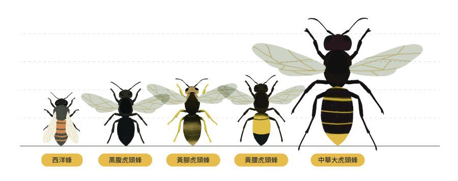 蜜蜂比例