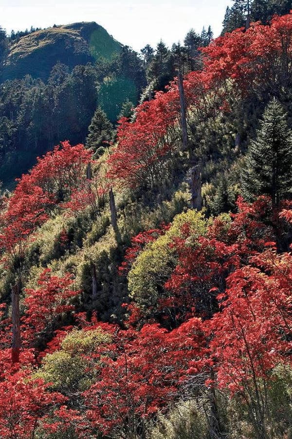 秋染高山火紅盛宴